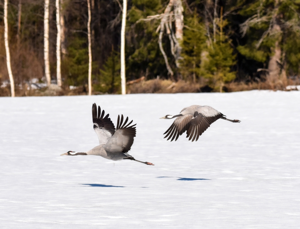Linnut selviävät takatalvesta yleensä hyvin. Kurkia on jo saapunut tänä keväänä Pohjois-Karjalaan.