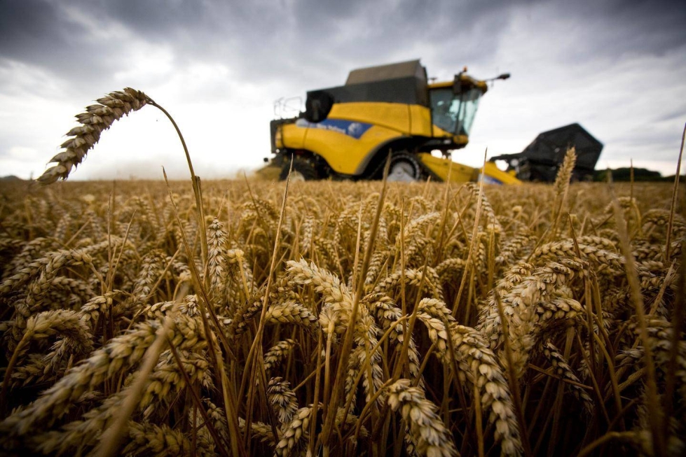 Venäjällä on menetetty viljasatoa jopa 18 miljoonaa tonnia.