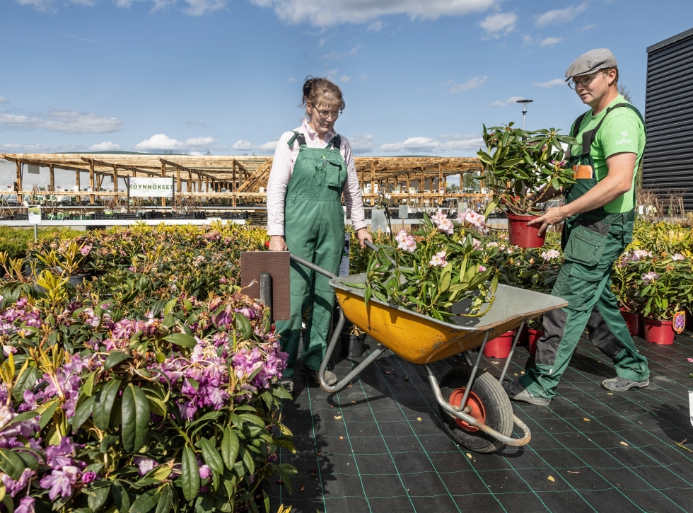 Ulla Romppanen ja Raine Uschanoff työskentelevät puutarhatilallaan pitkiä päiviä.