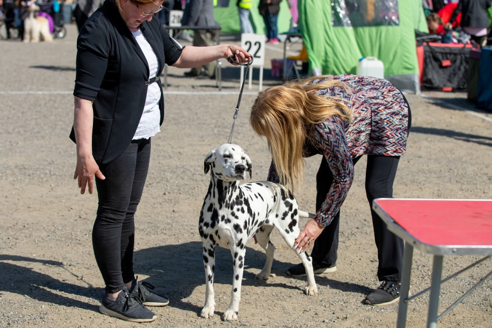 Kansainvälinen koiranäyttely Suvi-Karelia 2024 järjestetään taas Kontiolahdella.