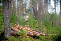 Metsänkäyttöilmoitukset paljastavat: Metsistä yli 40 prosenttia uudistetaan liian varhain