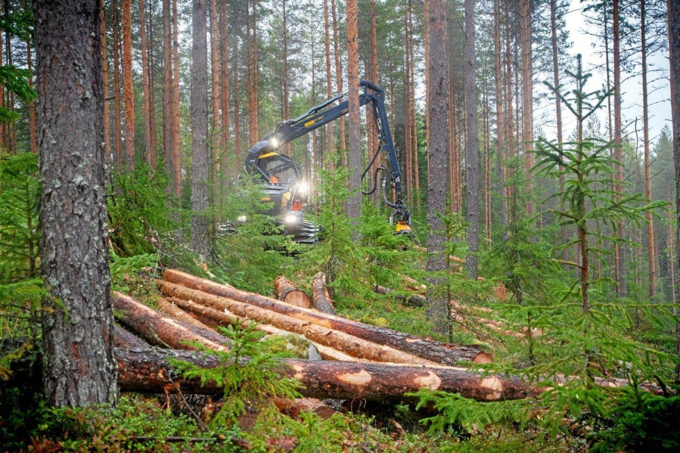 Metsistä uudistetaan yli 40 prosenttia liian varhain, paljastaa tuore selvitys. 