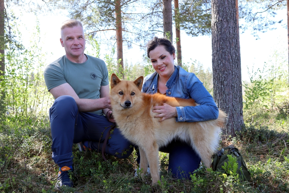 Vilho Parjasen ja Paula Asikaisen suomenpystykorva Mehtokarin Piki voitti haukkuvien lintukoirien sarjan Karjalaisen perinteisessä koirakilpailussa.