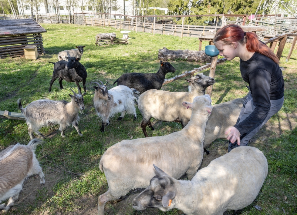 Helka Kontkanen tarjosi rapsutuksia lampaille ja vuohille sen aikaa, kun eläinten välistä aitaa vahvistettiin.