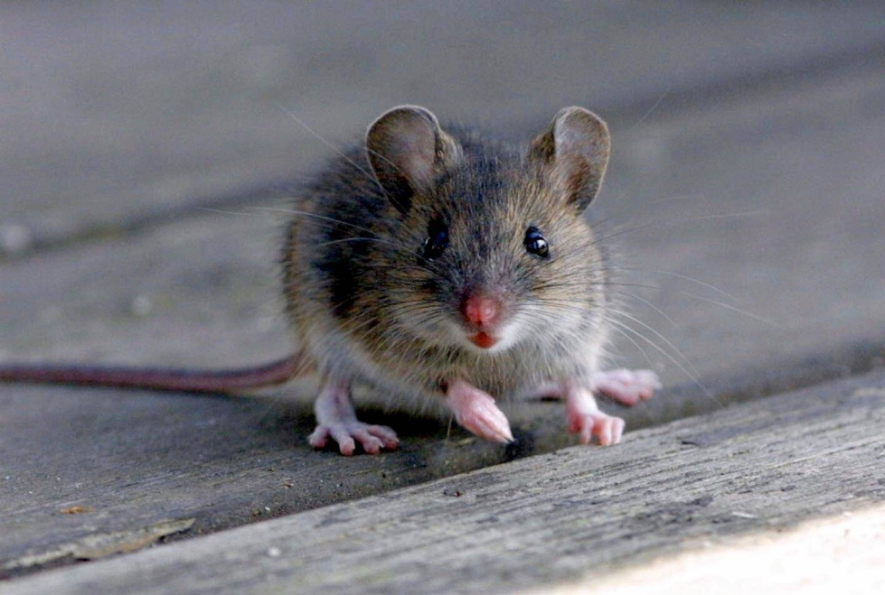 Kuvan hiiri ei liity tapaukseen.
