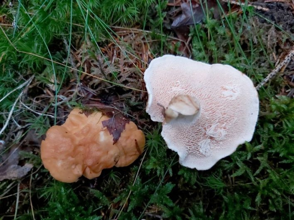 Kuvassa käännetyn lakin alla on orat eli piikit, jolloin Sienivisan viides sieni tunnistetaan orakkaaksi. Lakin väri on ruskea ja sienilaji on rusko-orakas.