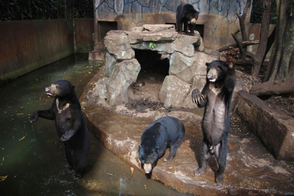Eläinaktivistit syyttävät indonesialaiseläintarhaa karhujensa huonosta kohtelusta. Karhujen sanotaan olevan muun muassa aliravittuja. LEHTIKUVA/AFP
