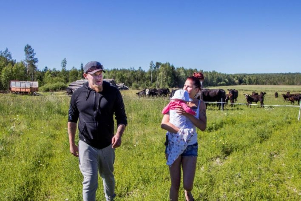 Marko Määttä ja Sini Miilumaja kävivät Lyydia-kuopuksen kanssa  kotipellolla laiduntavan Angus-karjan luona.