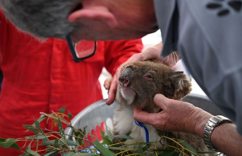 Australian maastopalot ovat jättäneet hengissä selvinneitä koaloja vaikeisiin selviytymisasemiin. Lehtikuva/AFP