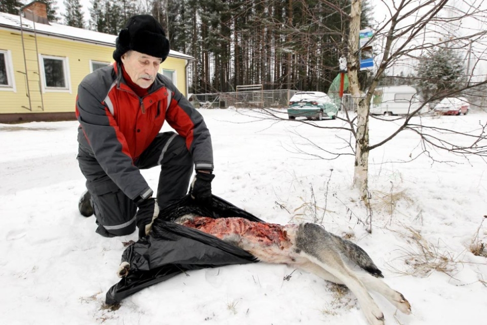 Sudet ovat tappaneet useita koiria Enon ja Kontiolahden alueilla. Muun muassa Osmo Viitasen koira Rokki joutui suden syömäksi.