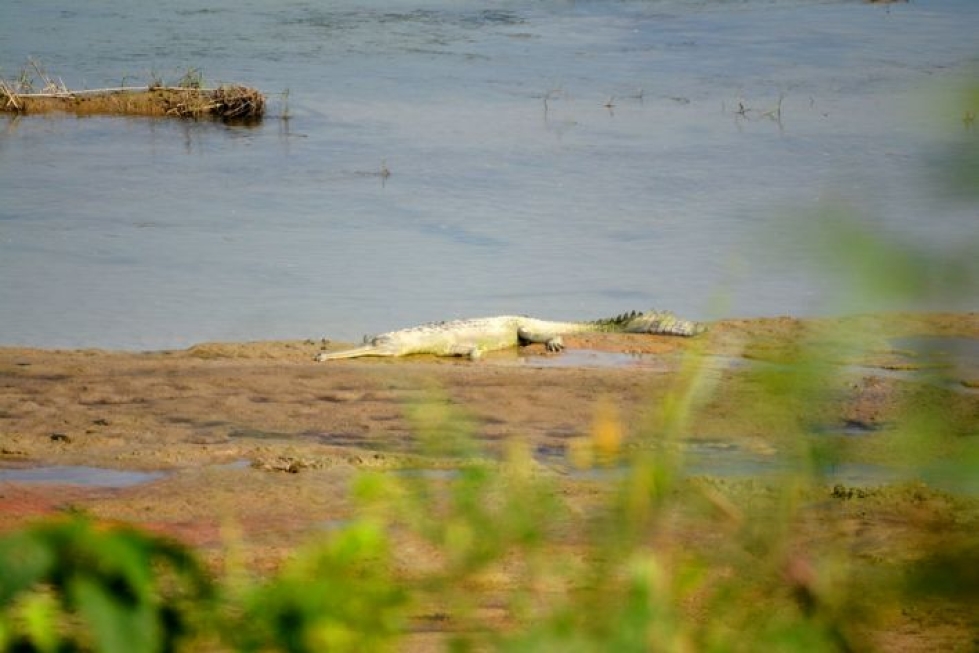Krokotiileja Chitwanissa elää kahdensorttisia, tässä  gangesingaviaali lekottelemassa auringon lämmössä.
