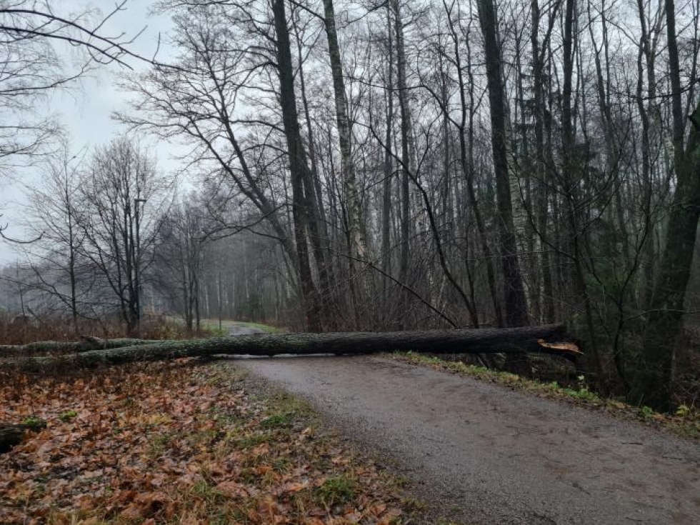 Myrsky kaatoi torstaina puita laajalla alueella Suomessa. Kuva Helsingistä.