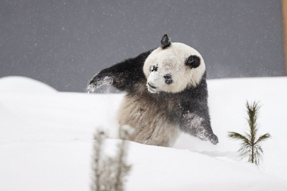 Eläinpuistoon tuotiin tammikuussa 2018 Kiinasta kaksi pandakarhua. LEHTIKUVA / Roni Rekomaa