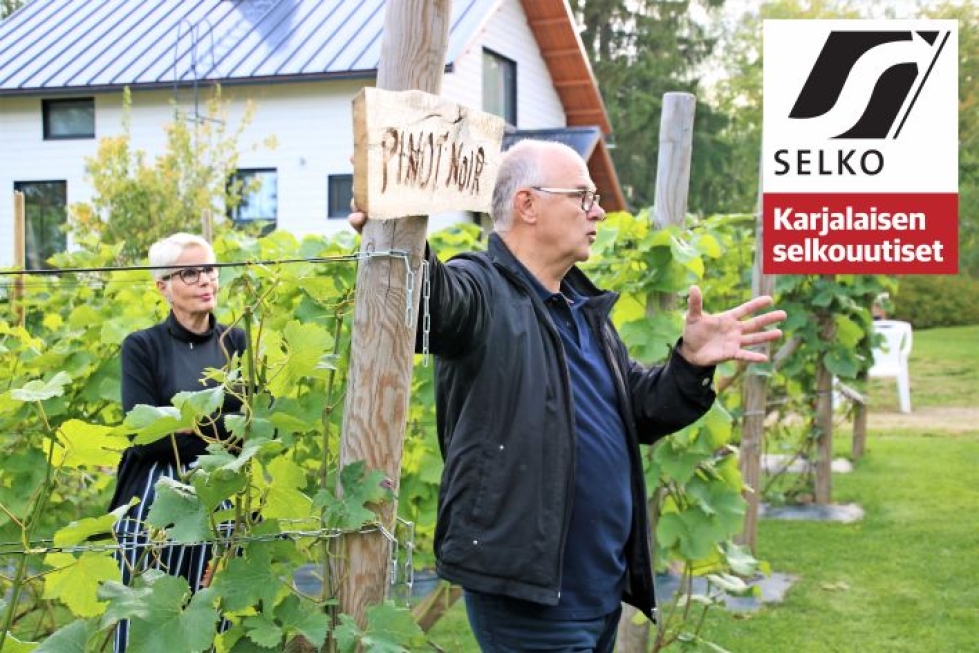 Anna-Maija Harikoski ja Juha Quist työskentelevät viinitarhallaan joka päivä. Viinirypälesato alkaa kypsyä syyskuussa.