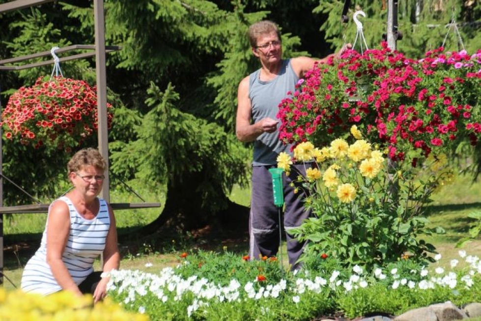 Aila ja Tapio Ikonen viihtyvät puutarhassaan. He myös tekevät yhdessä puutarhahommia, kuten esimerkiksi viime kesänä.