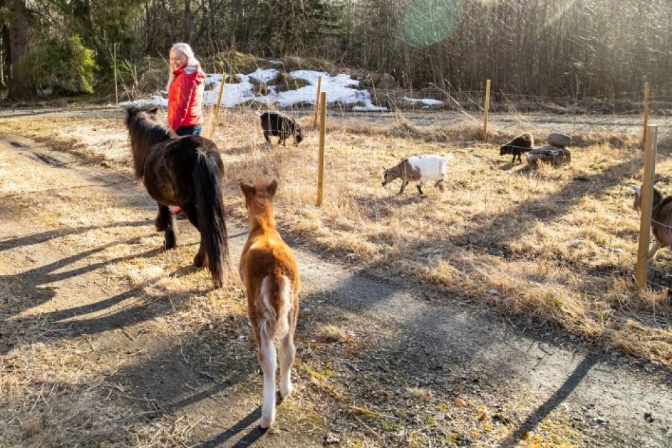 Ylämyllyläinen Salla Poutanen pitää aina silmät auki, jos jokin kotieläinpiha myy eläimiään. "Haluaisin vielä ainakin hevosen ja alpakoita", lähes kolmekymmenpäisen eläinkatraan omistaja kertoo.
