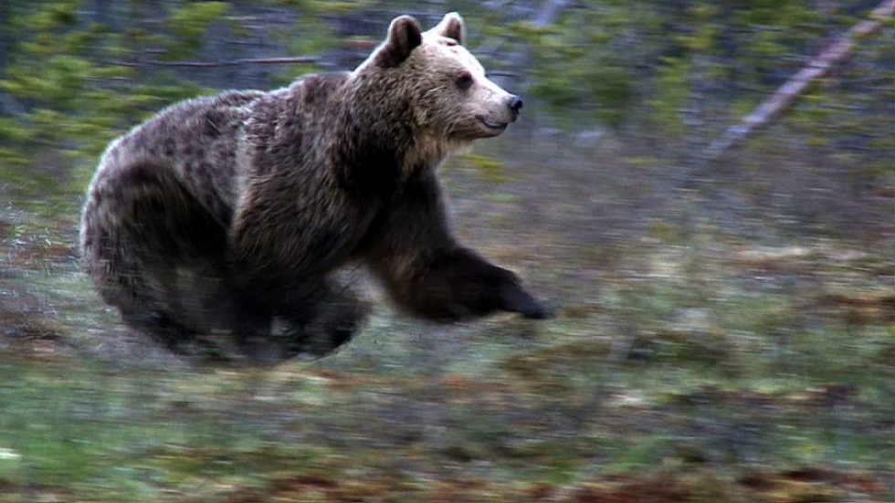 Karhu törmäsi autoon Lieksassa Kitsintiellä tiistaina. Kuvan karhu ei liity tapaukseen.