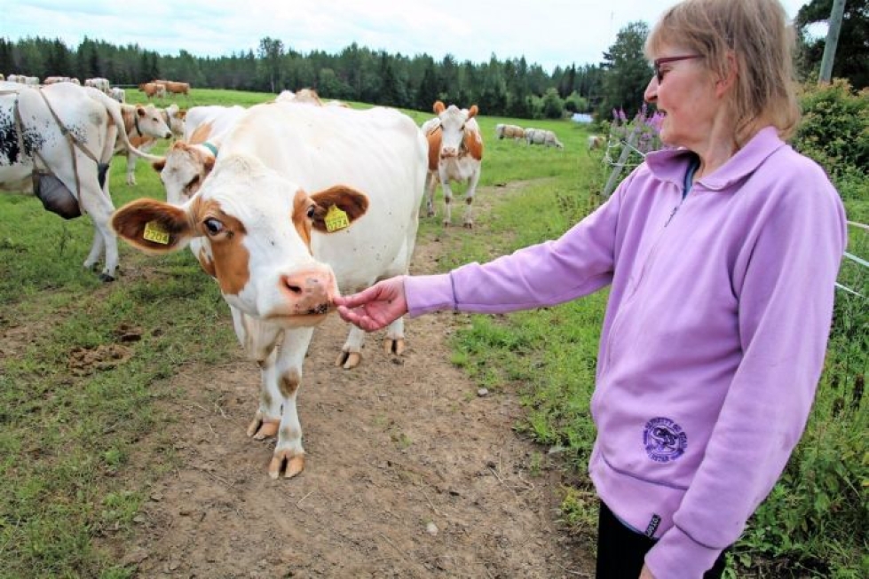 Anneli ja Kari Erosen lypsykarjatilalla Tohmajärven Haarajärvellä maidontuottajia ovat kyytöt ja lapinlehmät. Anneli Eronen on jo nuorena mieltynyt alkuperäisiin karjarotuihin.
