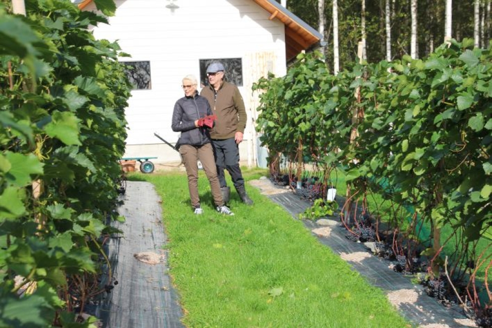 Juha Quist ja Anna-Maija Harikoski ovat hoitaneet viinitarhaansa koko kesän.