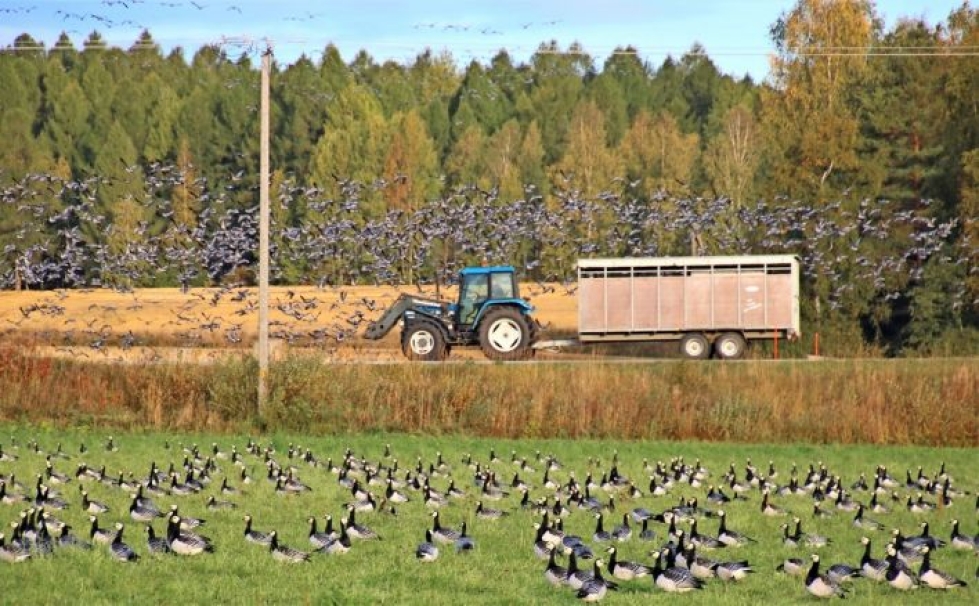 Kiteellä Koivikon pelloilla arvioidaan olleen enimmillään parikymmentätuhatta hanhea. Vuosi vuodelta linnut ovat entistä kesympiä.