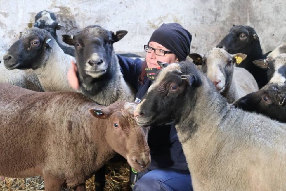 Maatalouslomittaja Saila Pippuri on hoitamassa Tohmajärven Kaurilan jalostuslampolan lampaita. Arkistokuva.