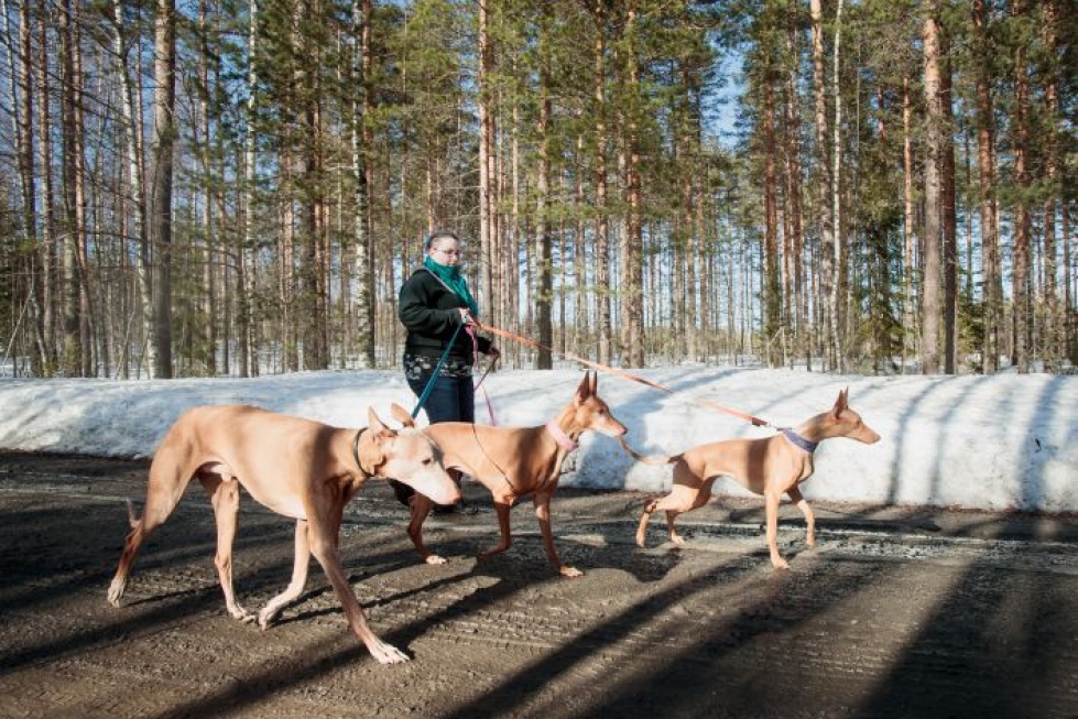 Reetta Piipponen asuu maaseudulla, jossa koirien kanssa voi ulkoilla väljemmin.