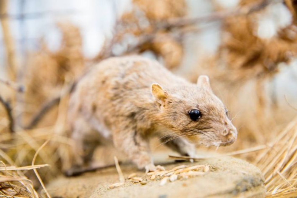 Havainnot rotista lisääntyvät lähes aina syksyisin. Kuvassa täytetty rotta Itä-Suomen yliopiston kokoelmissa Joensuussa.