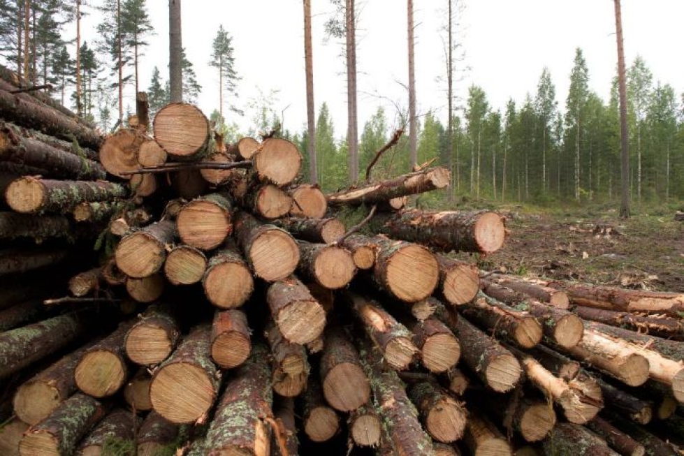 Metsien hakkuista on Suomessa kiistelty vuosikymmenien ajan. Keskustelu metsien hiilinieluistakin alkoi jo 20 vuotta sitten.