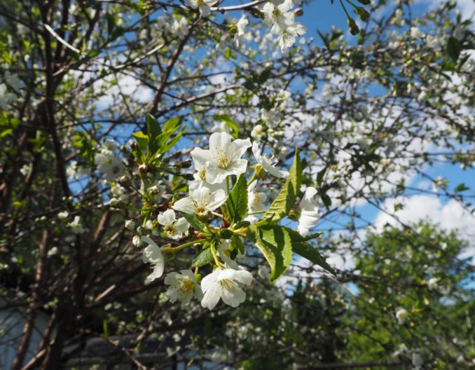 Kirsikkapuut kukkivat komeasti Reijolassa.