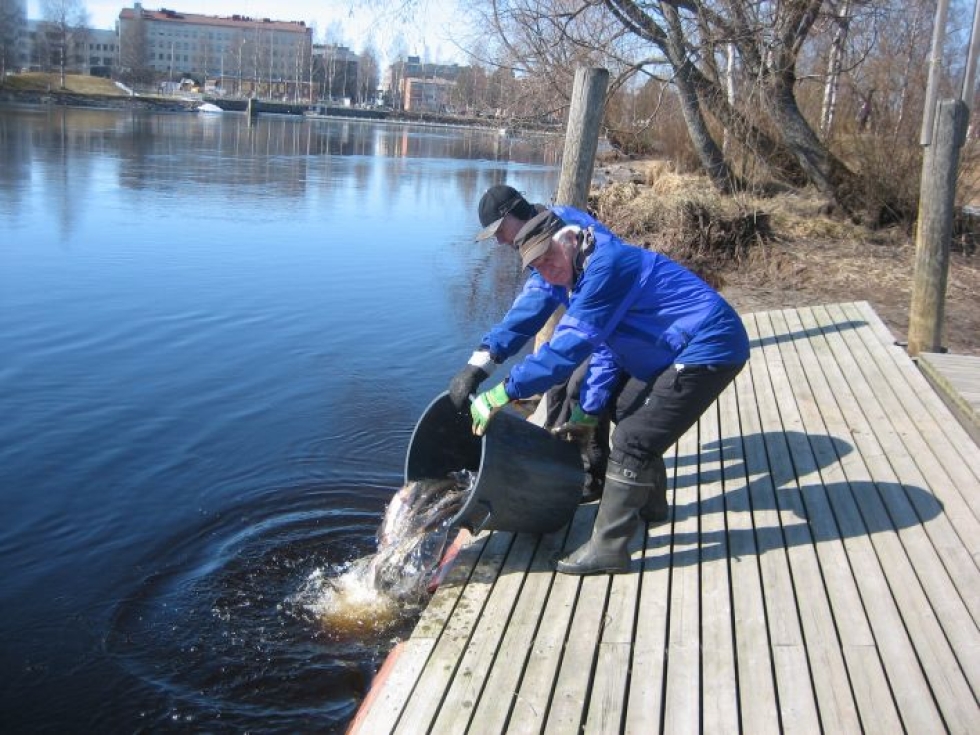 Eero Hirvonen (etualalla) ja Onni Hartikainen Joensuun kalastuskunnasta olivat istuttamassa kirjolohta aiemmin tänä keväänä.