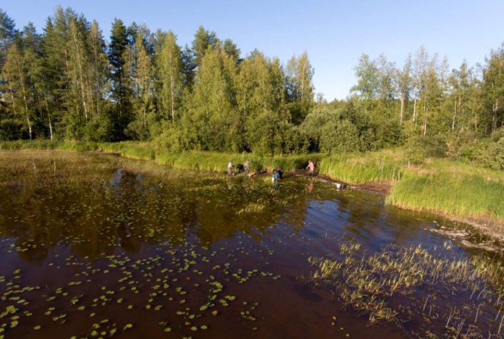 Rautalampi-järven kalat eivät kärsineet virustaudista, vaan kalakuolemat johtuivat heikentyneistä olosuhteista.