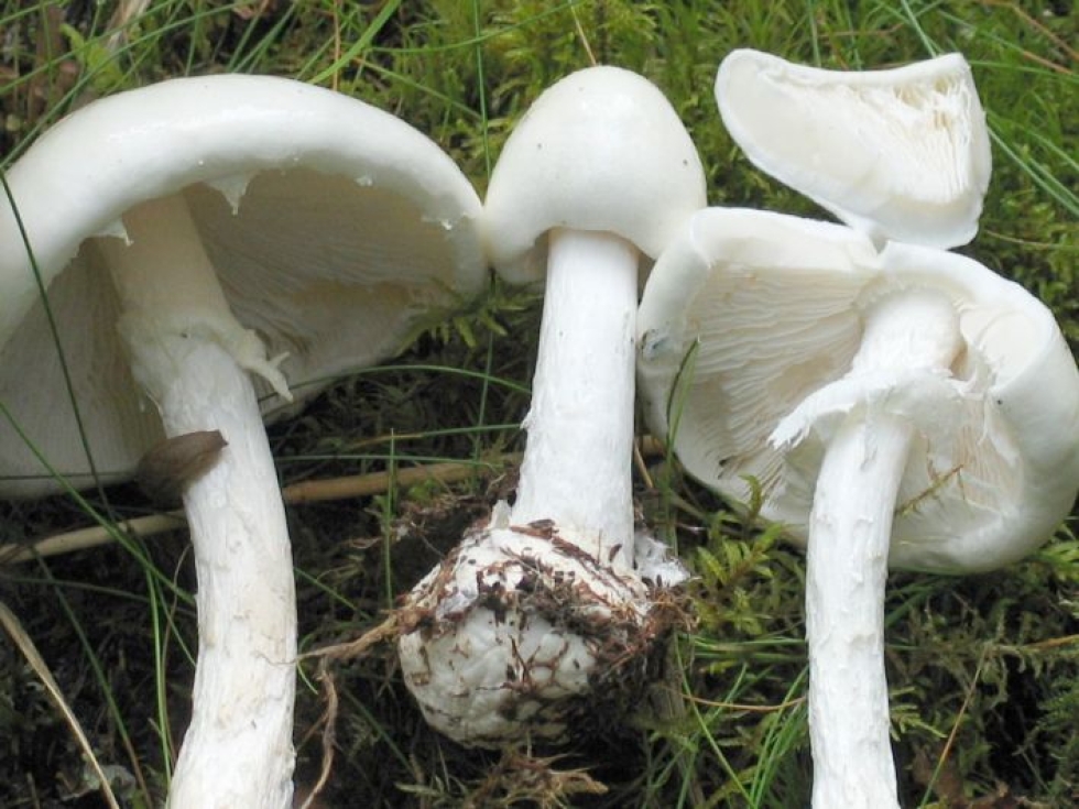 Suomessa tavallisin maksavaurion aiheuttava sieni on valkokärpässieni. 