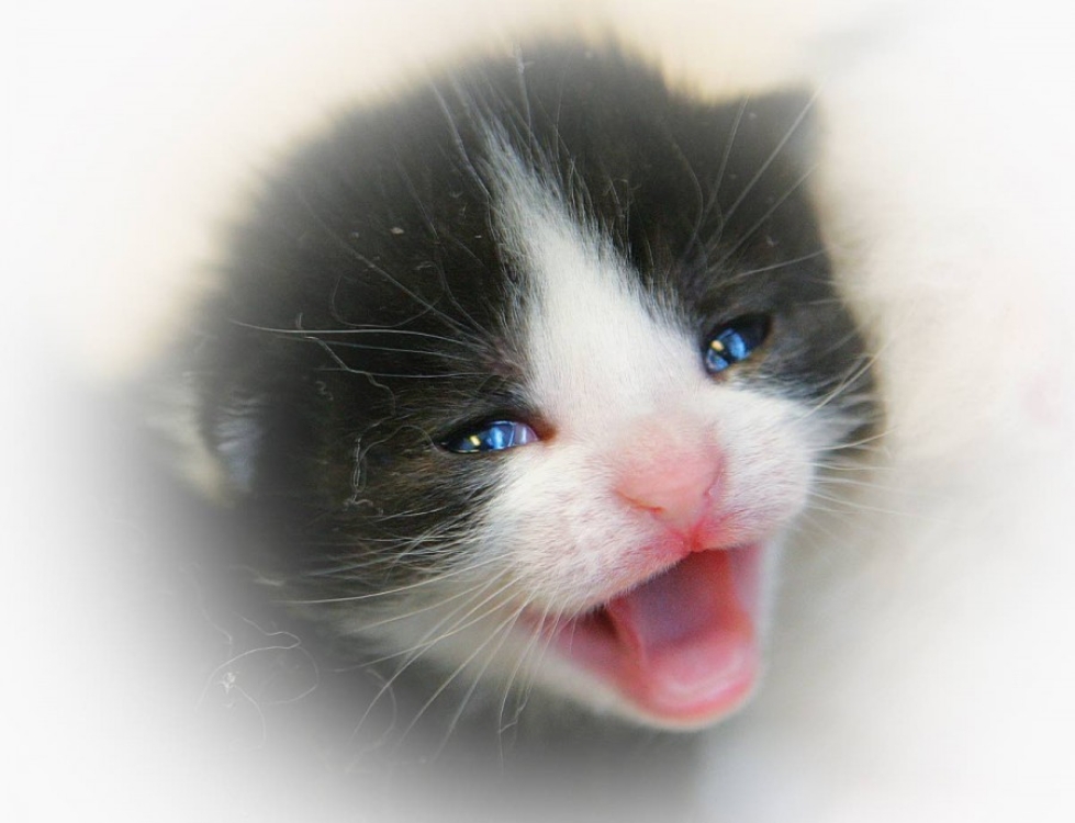 Kissanpentu jäi jumiin vesivaraajan väliin useiksi tunneiksi Polvijärvellä. Kuvan kissa ei liity tapaukseen.