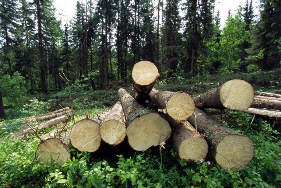 Käräjäoikeuden mukaan ei ole näyttöä, että kartelli olisi aiheuttanut Metsähallitukselle vahinkoa raakapuun alihintana. LEHTIKUVA / MARTTI KAINULAINEN