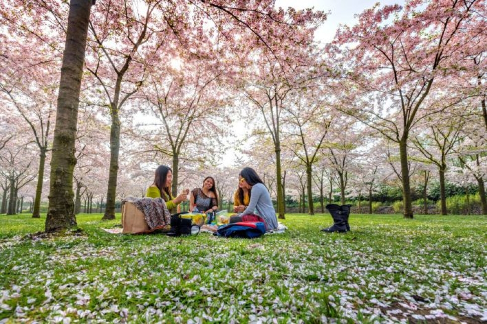 Hanamin aikana japanilaiset kokoontuvat puistoihin piknikille ja ihastelemaan kirsikankukkia.