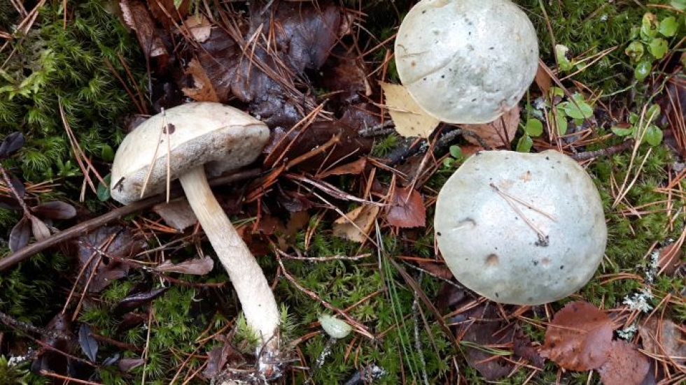 Käy osoitteessa www.karjalainen.fi/sienivisa vastaamassa, mikä on ensimmäisen kierroksen sieni!