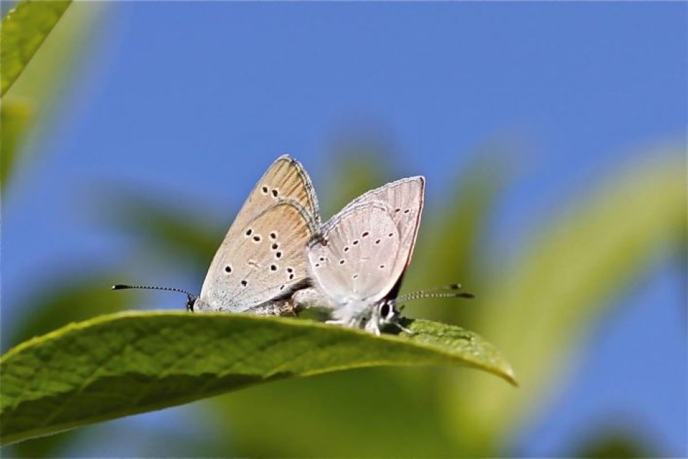 Soralan alueella rakennetaan harvinaista perhoslajia pikkusinisiipeä huomioiden.