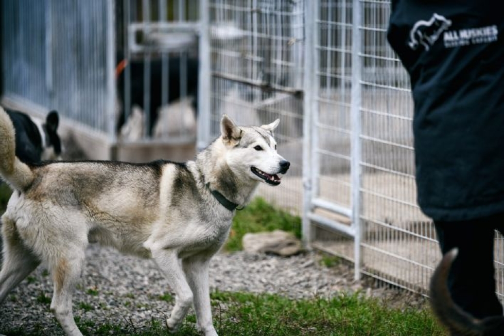 Myös All Huskies -koiratarhalla on käynnistelty kummitoimintaa koirien ruokakuluja kattamaan. LEHTIKUVA / AKU HÄYRYNEN