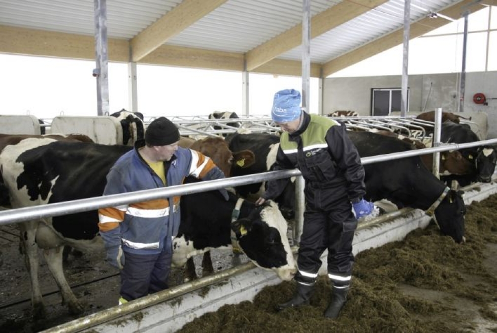 Mika ja Sari Kosusen uuden navetan kaikki 74 lehmäpaikkaa ovat käytössä ensi vuonna.