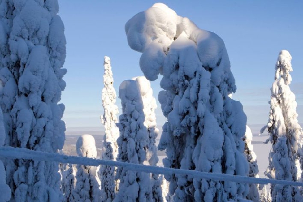 Arkistokuvassa lumen peittämä sähköjohto Kolilla.