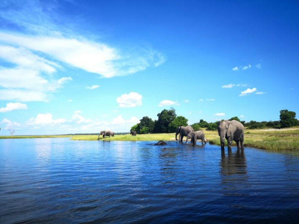 Choben kansallispuistossa on yli 100 000 afrikannorsua. Puistoon voi tutustua myös joelta.
