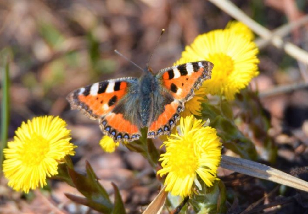 Valtimolla lämpimät säät ovat herätelleet perhosia aikaisin liikkeelle. Lukijan kuva.