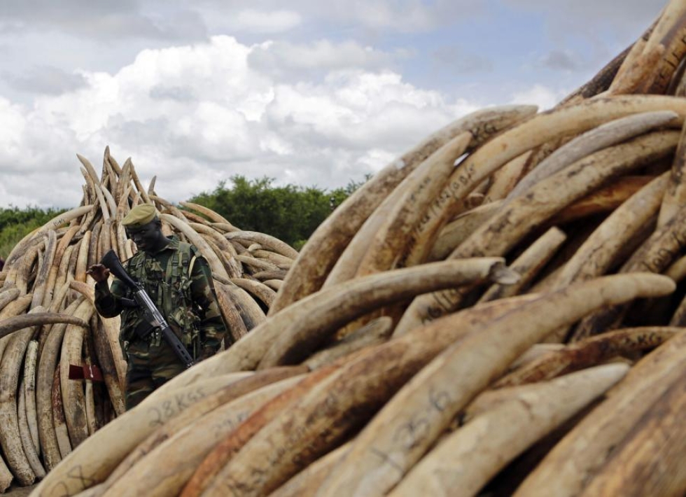 Polttamista odottavia norsunluukasoja Nairobin kansallispuistossa Keniassa. LEHTIKUVA/AFP