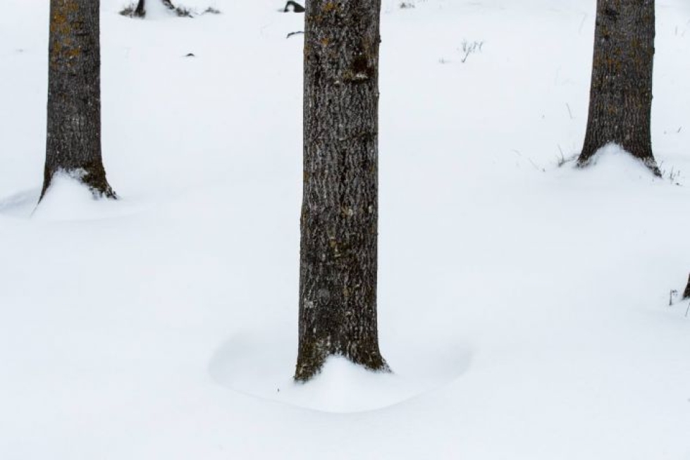 Puiden juurilla on ympäristöä vähemmän lunta tähän aikaan.
