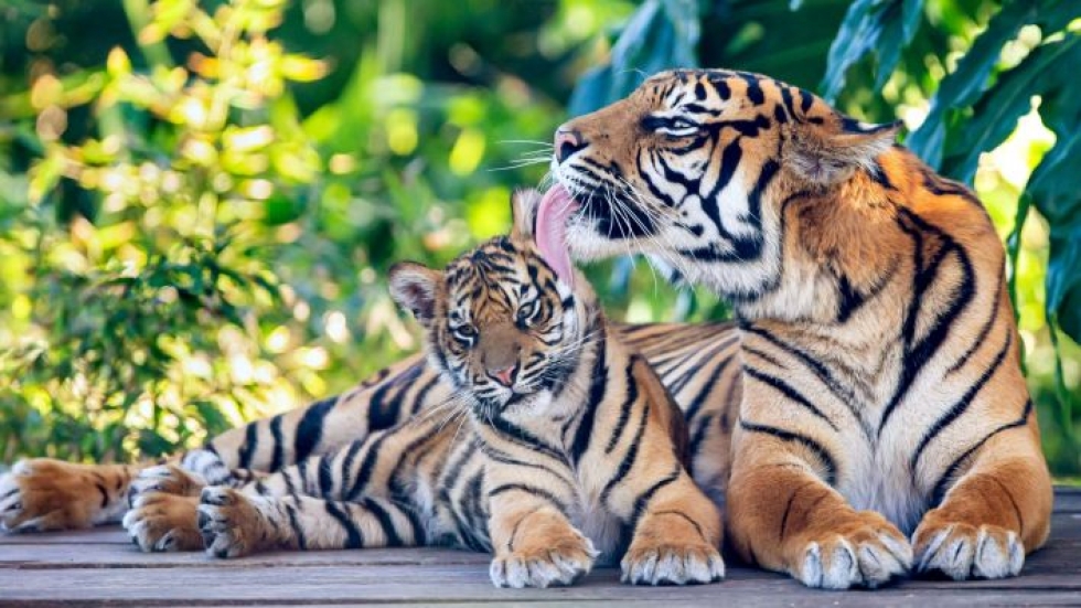 Yli 2000 tiikeriä on joko tapettu tai kaupattu laittomasti 2000-luvulla, sanoo suojelujärjestö. Kuvan sumatrantiikerit ovat kuvattu Sydneyn Tagongan eläintarhassa. LEHTIKUVA/AFP