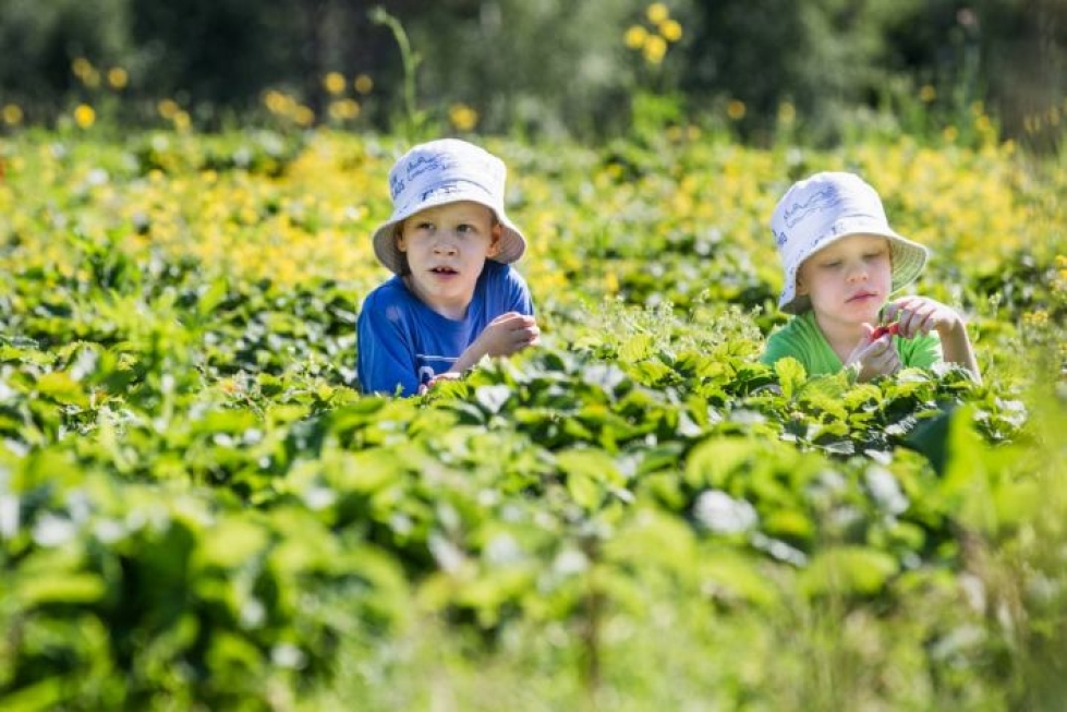 Viisivuotiaat Onni ja Toivo Venäläinen pitävät itse poimittuja mansikoita paremman makuisina kuin ostettuja.