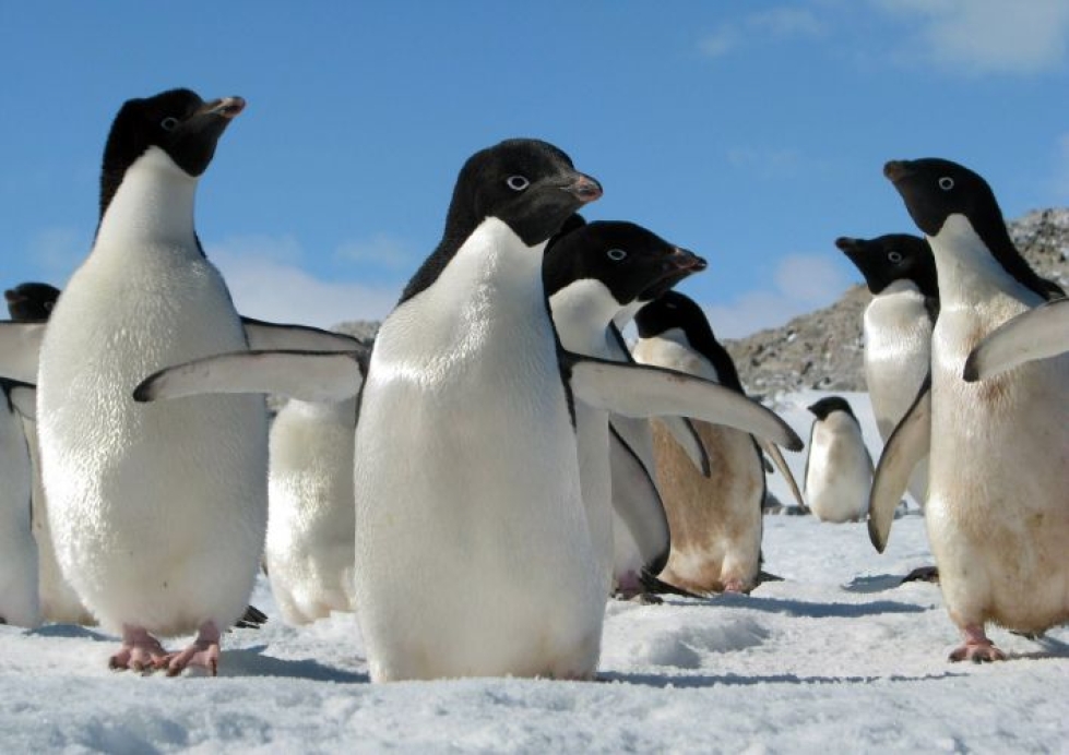 Etelämantereella asuu pingviinejä, hylkeitä, valaita ja krilliäyriäisiä, jotka ovat monien lajien keskeistä ravintoa. LEHTIKUVA / AFP