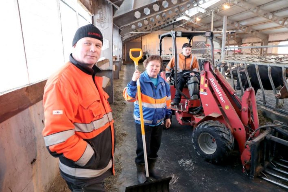 Juha Nevalainen työntelee rehuja lehmien eteen. Eero ja Pirjo Nevalainen ehtivät tehdä töitä yli 20 vuotta parsinavetassa ennen pihattonavettainvestointia.