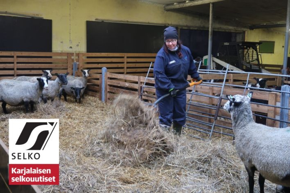 Maatalouslomittajan työhön kuuluu eläinten hoitoa, ruokkimista ja siivousta. Kuvassa Saila Pippuri vaihtaa lampaiden karsinaan puhtaita kuivikkeita.