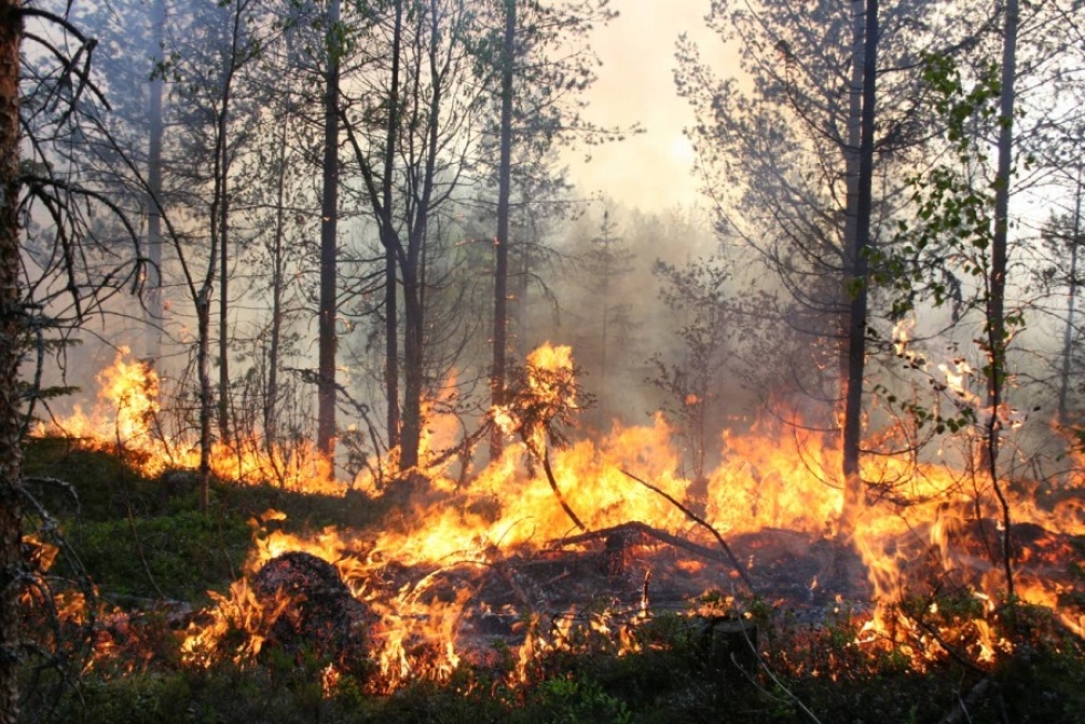 Venäjän Karjalassa riehuvien metsäpalojen yhteispinta-ala on 625 hehtaaria. Kuva Karjalaisen kuva-arkistosta.